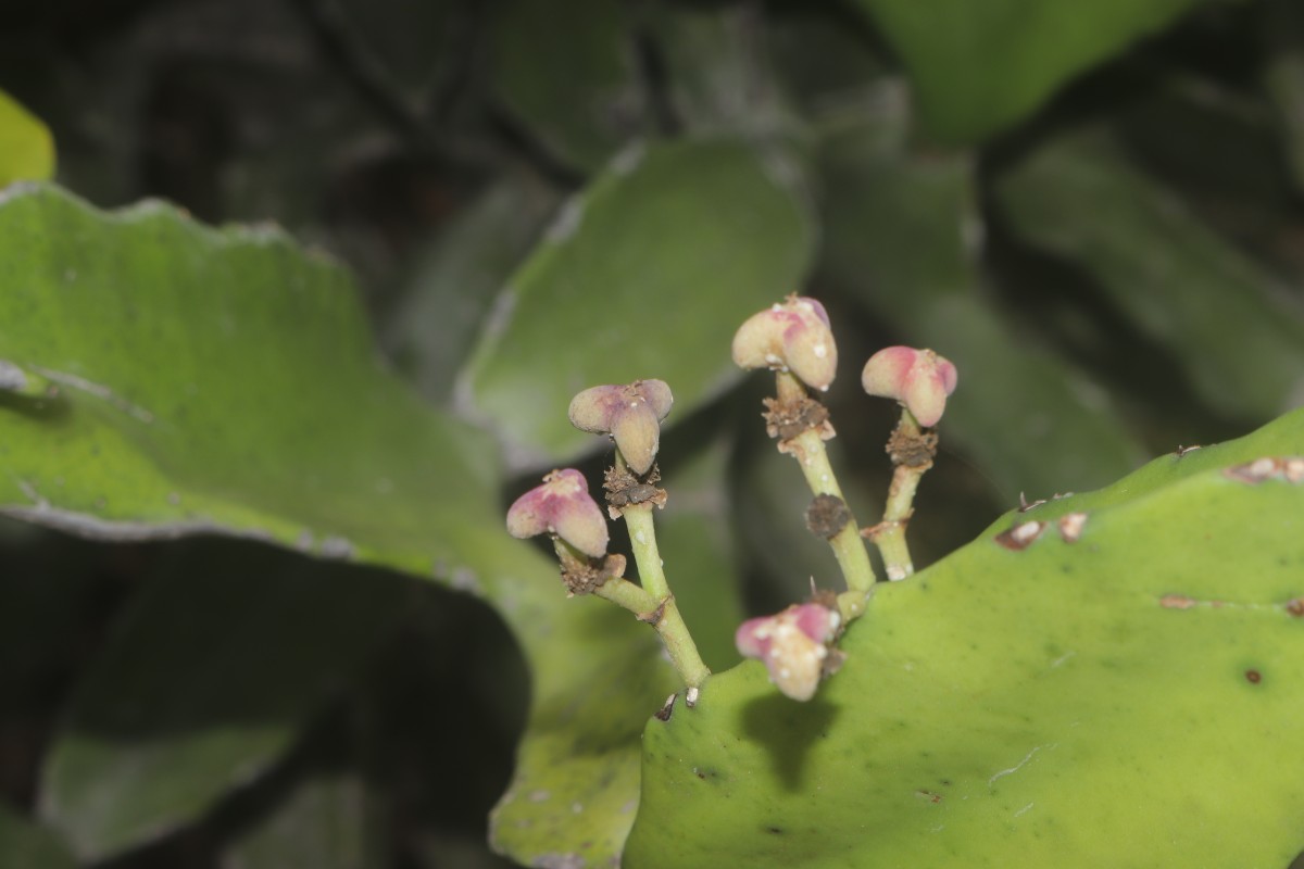 Euphorbia antiquorum L.